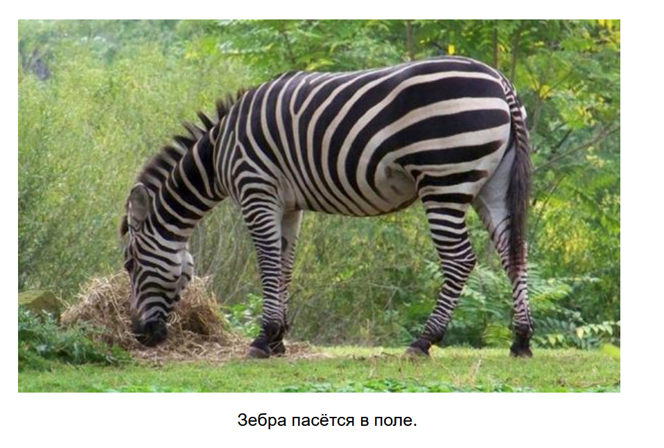 Zebra